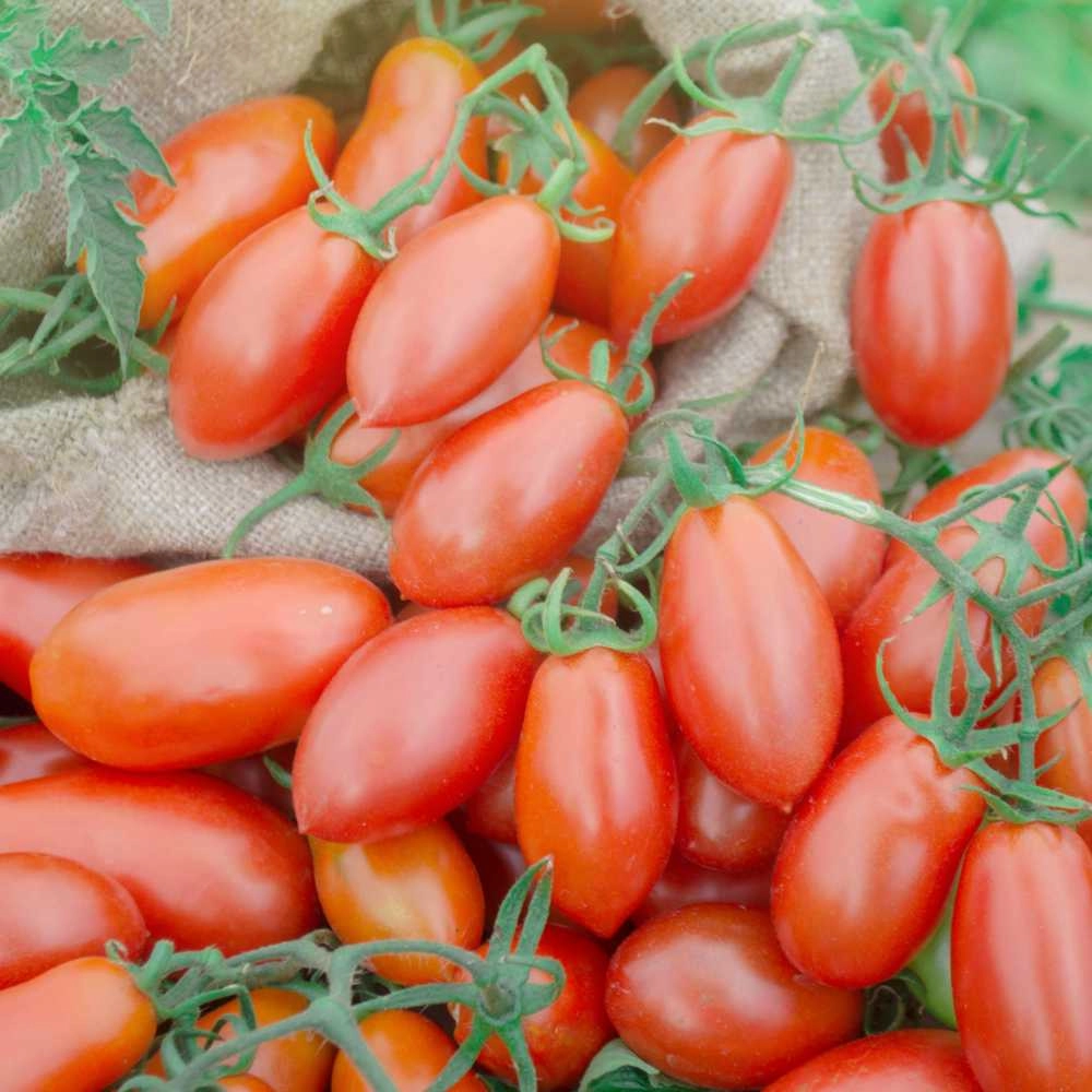 Tomate en bâton / San Marzano 3 - 30 graines
