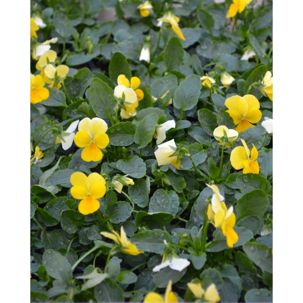 Pansy - Yellow / Viola - 1 plant in pot