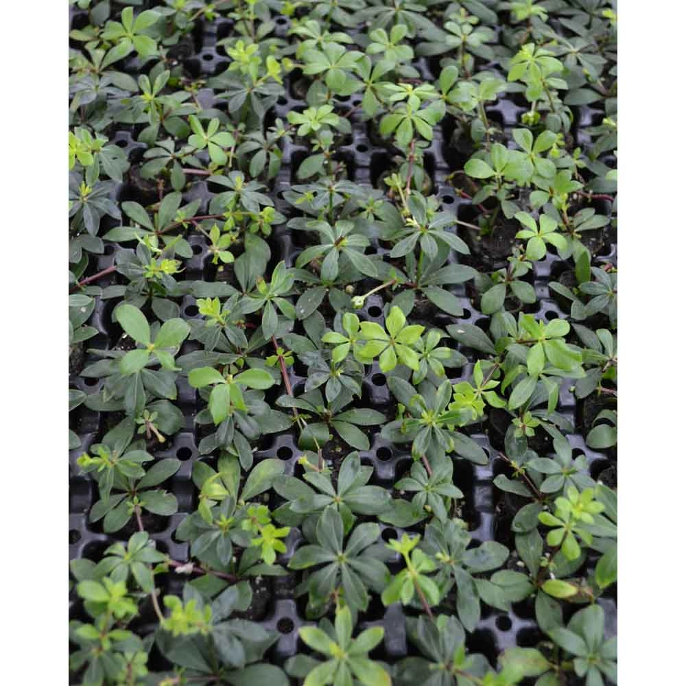 Woodruff / Sterntaler - Galium odoratum - 3 planten in kluit