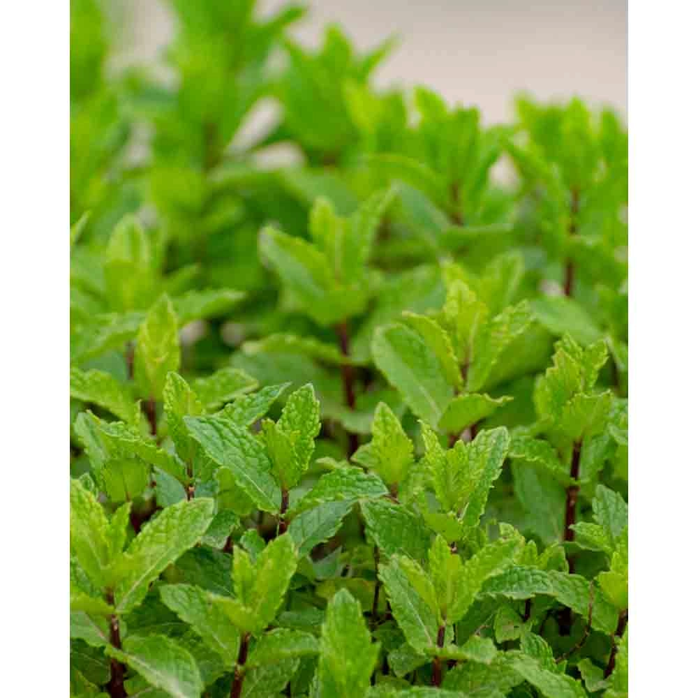 Menthe poivrée / Garden Mint - 3 plants en motte