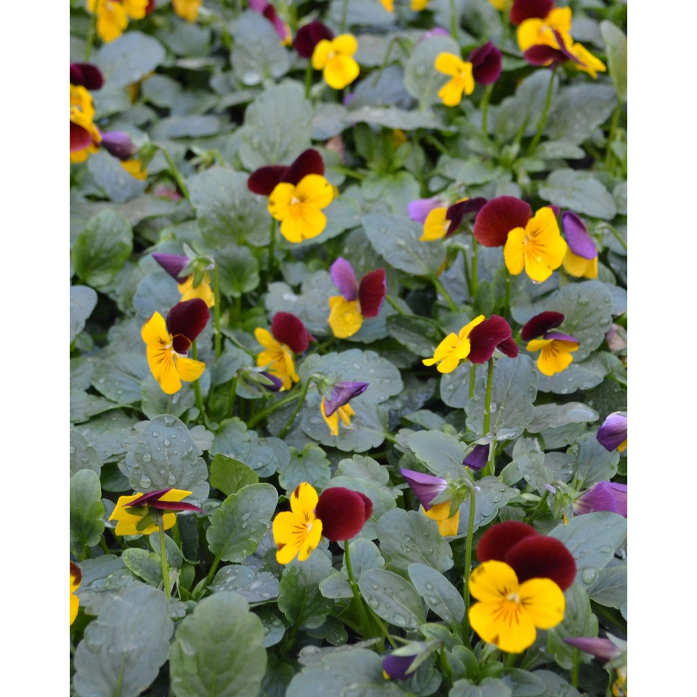 Pansy - Yellow-Red / Viola - 1 plant in pot