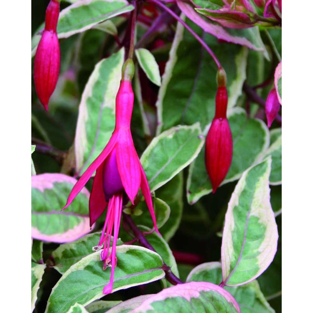 Fuchsia / Tom West - 3 plants in root ball