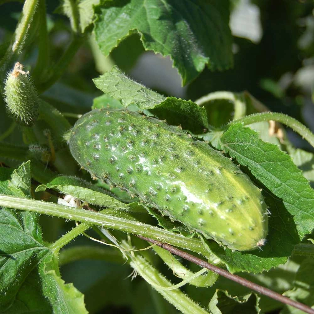 Pickling cucumber / Eva - 50 seeds