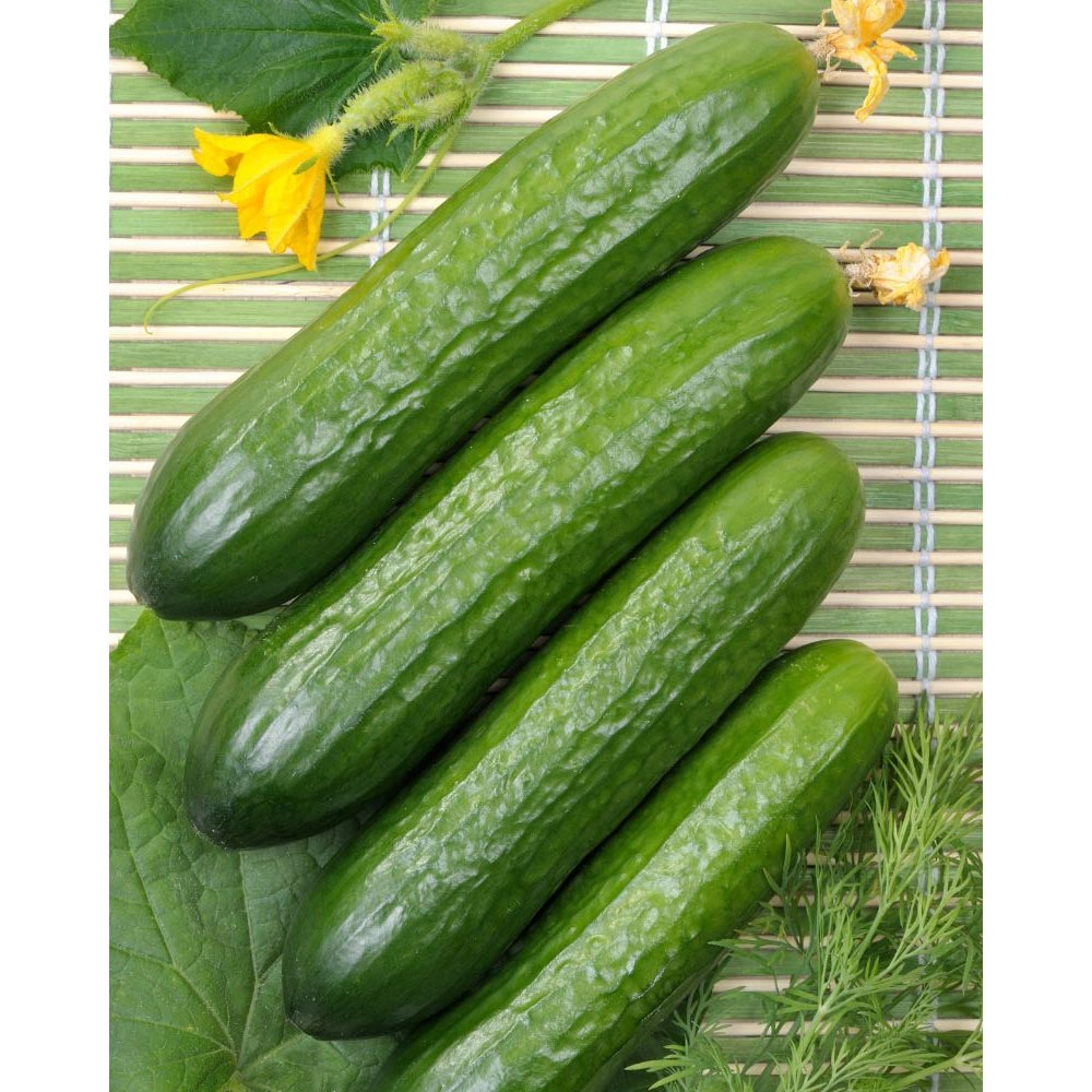 Snack cucumber / REFINED - 1 XXL root ball