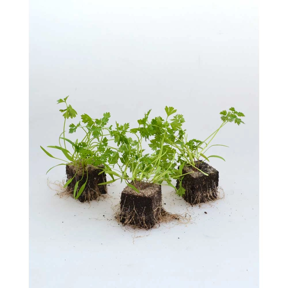 Cerfoglio - 6 piante in zolla