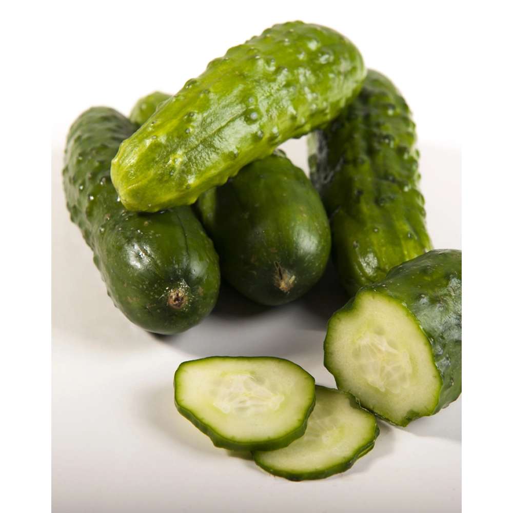 Pickling cucumber - 1 XXL root ball