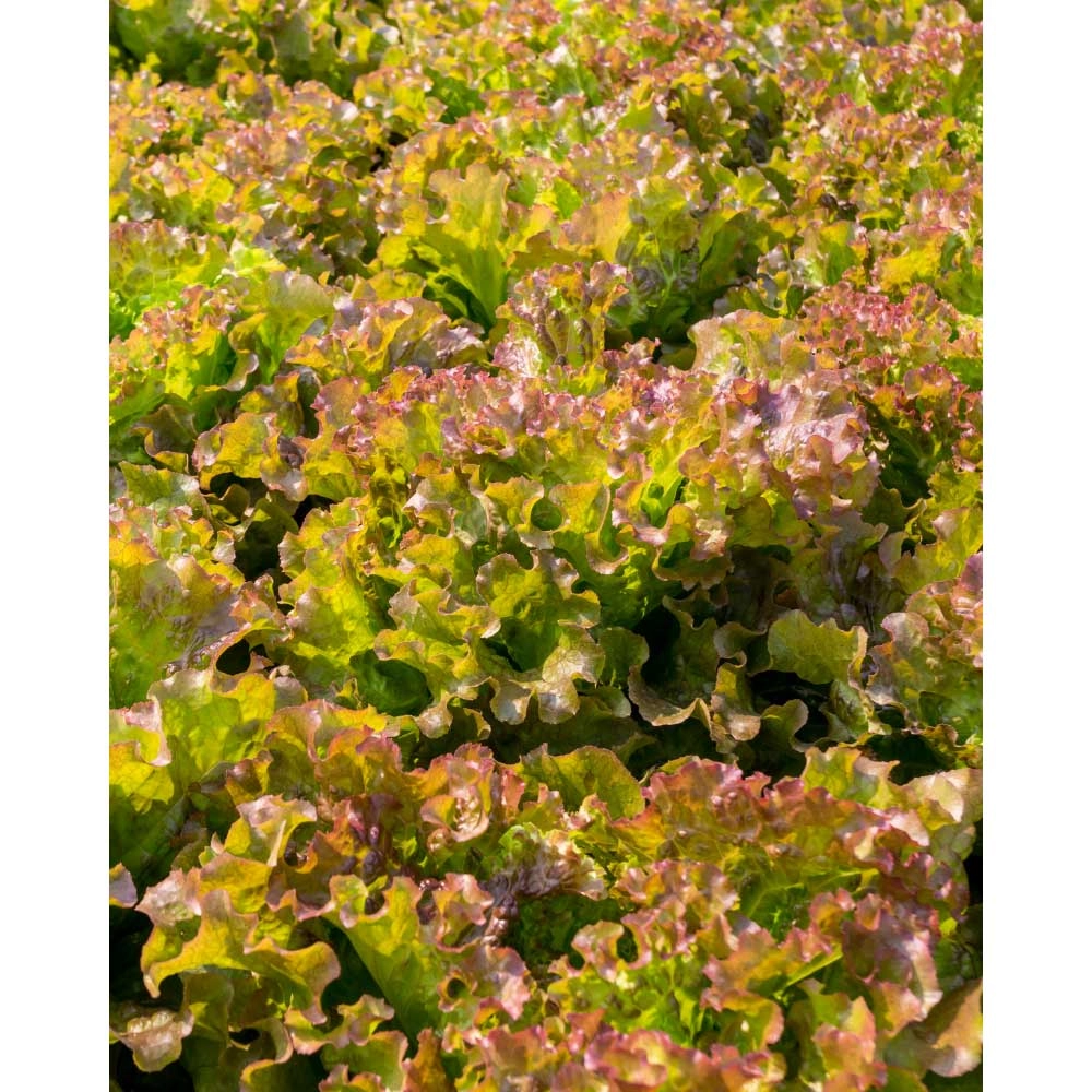 Batavia lettuce / red - various quantities