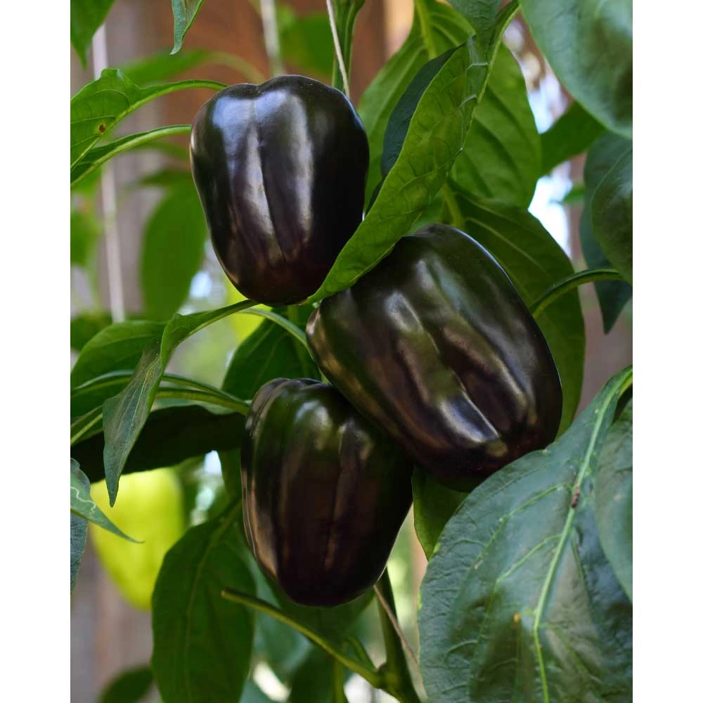 Block peppers / Beluga® Purple F1 - 3 plants in root ball