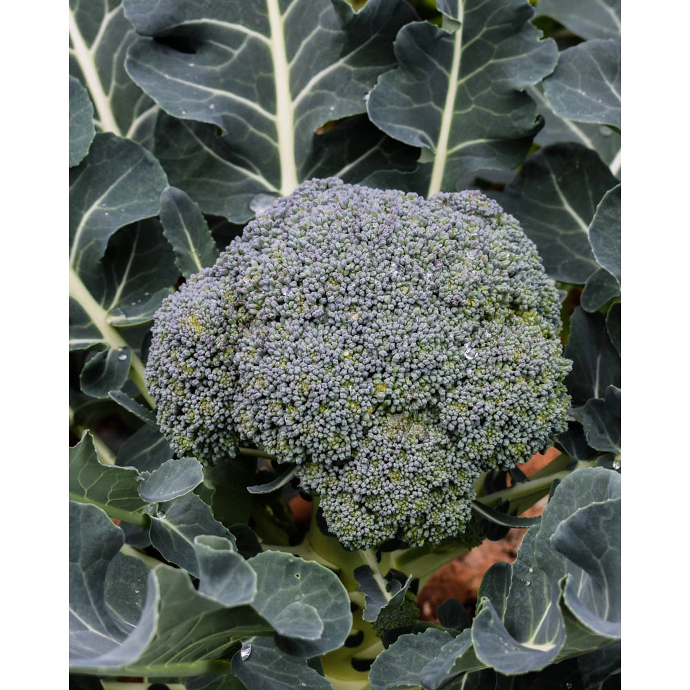 Broccoli - verschillende hoeveelheden