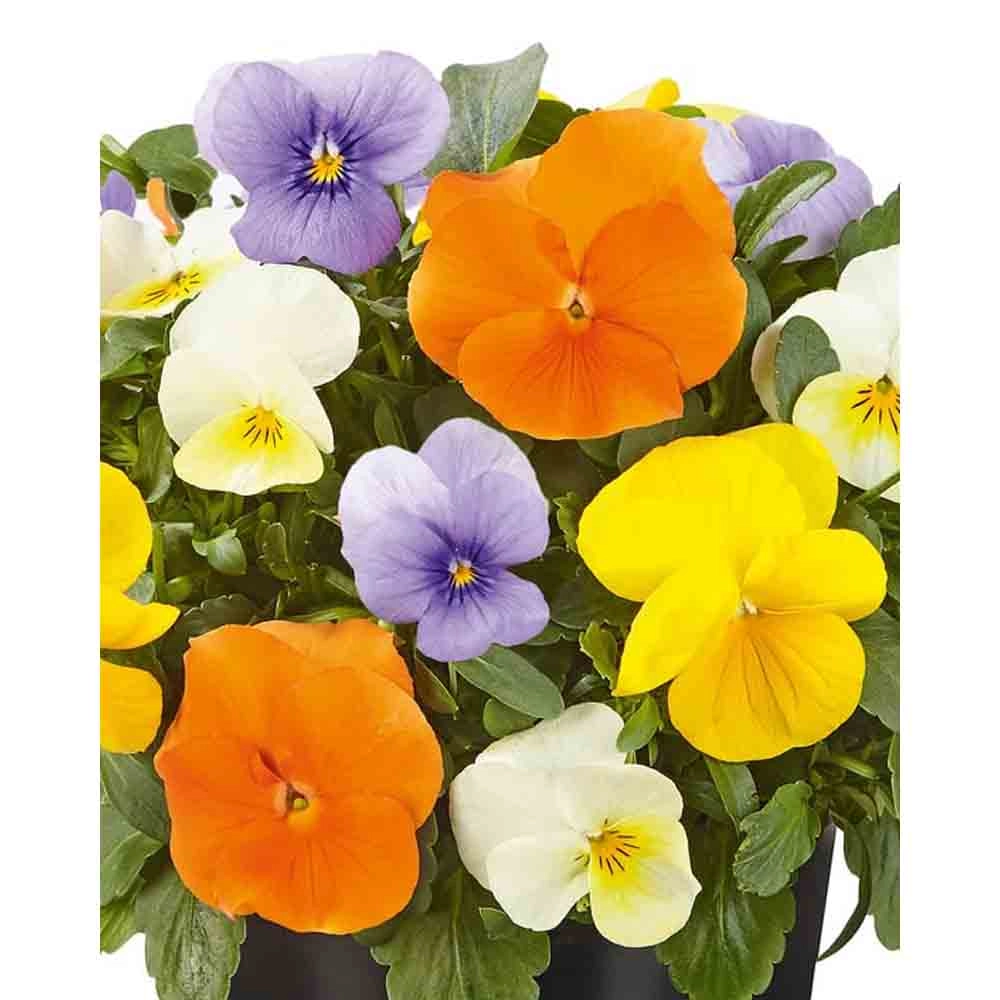 Viola 4er Mix Pastel / Twix® F1 - 3 plants in root ball