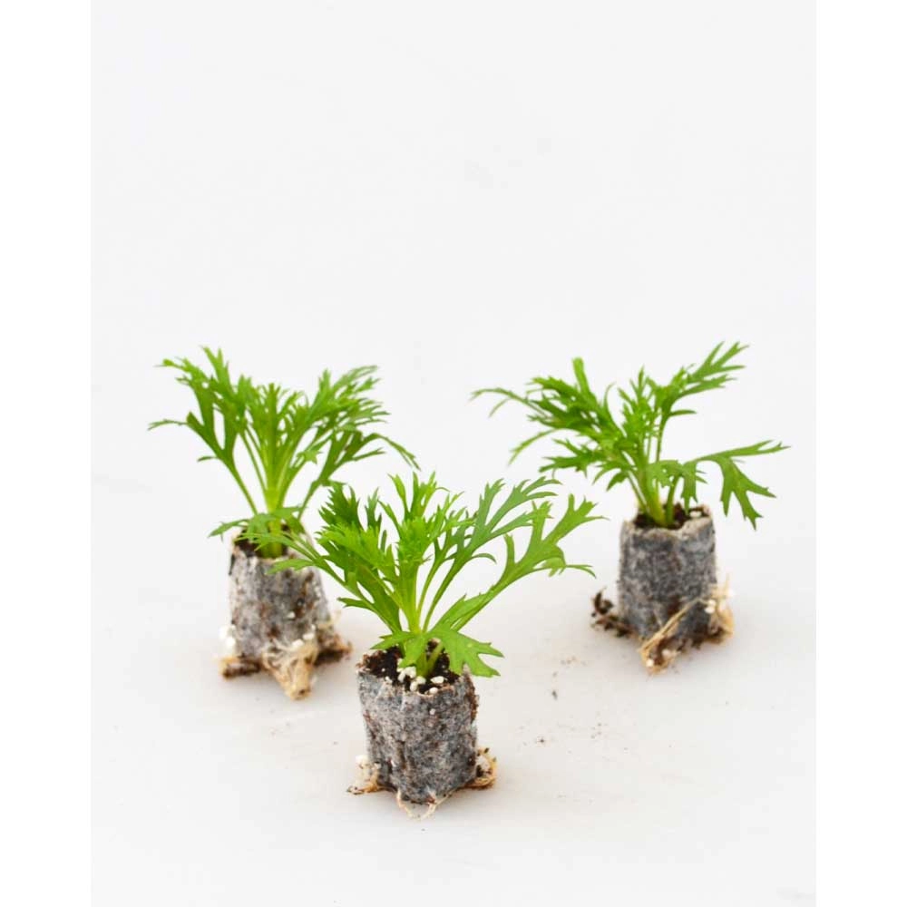 Krzew Marguerite / Aramis® Fire - 3 rośliny w bryle korzeniowej