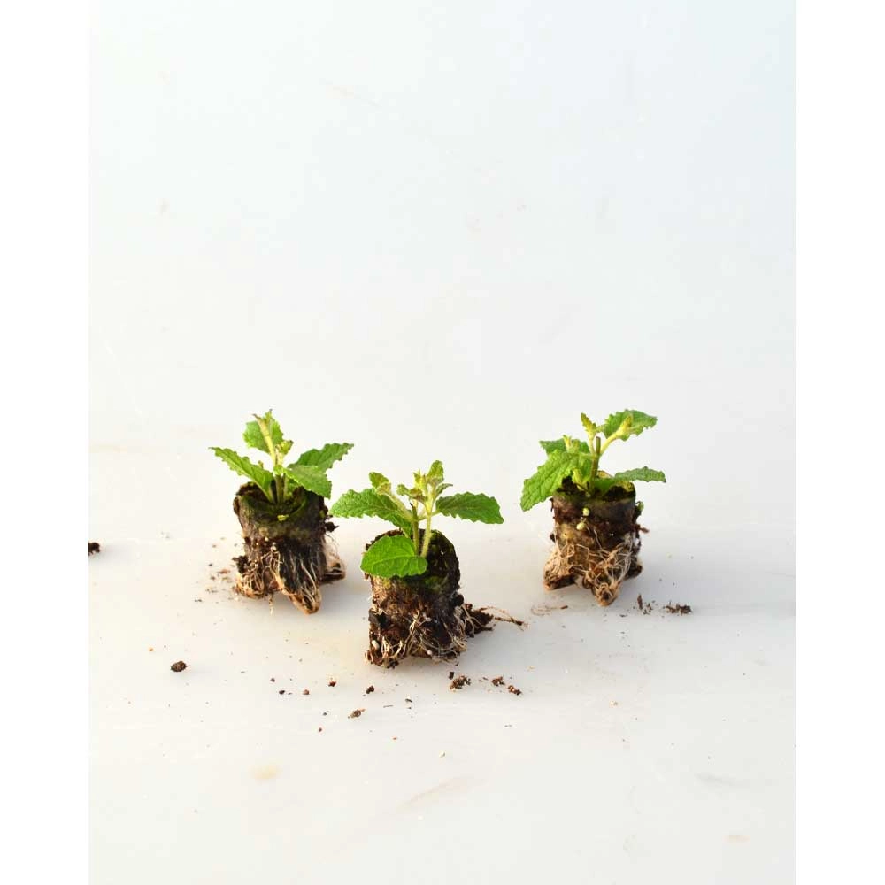 Mięta truskawkowa / Almira® - 3 rośliny w bryle korzeniowej