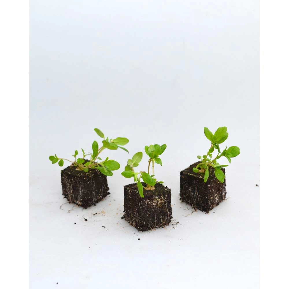 Marjoram - 6 plants in root ball