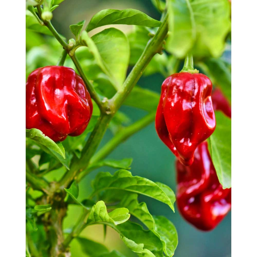 Chili / Habanero - Calita® Red - 3 plantas en cepellón