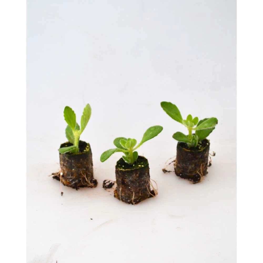 Tymianek Jamajski / Malibu® - 3 rośliny w bryle korzeniowej