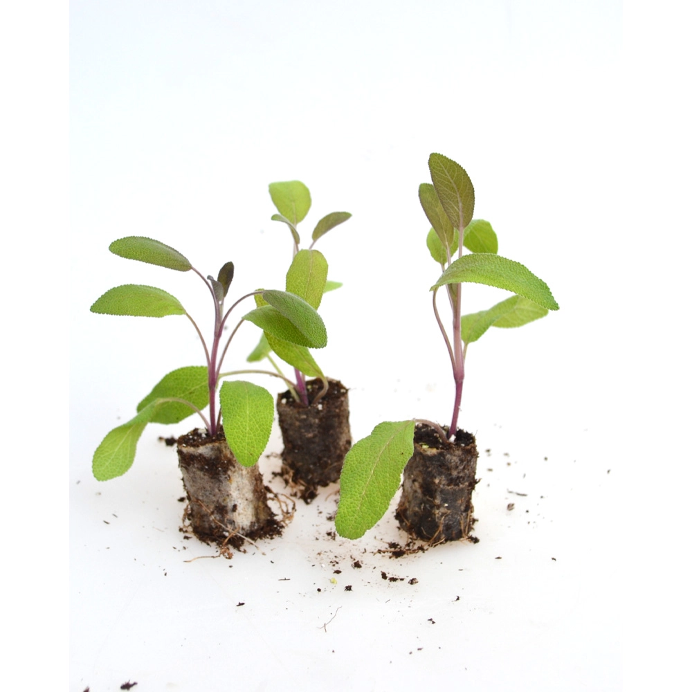 Salie / Paarse Mantel - Salvia officinalis - 3 planten in kluit
