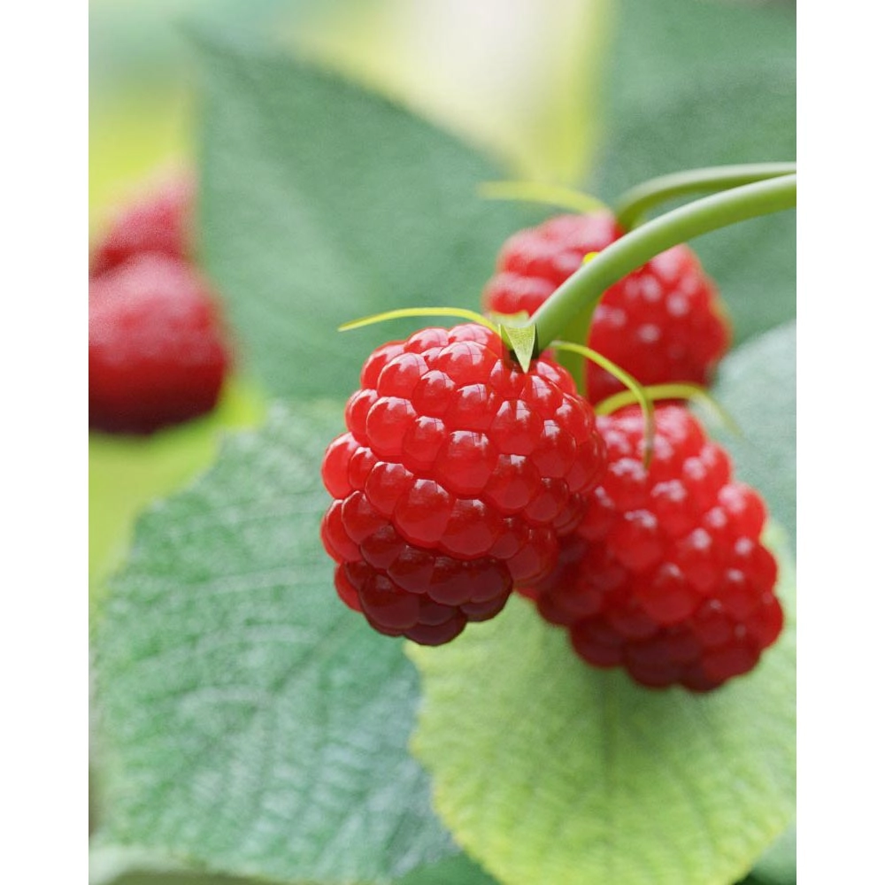Summer Raspberry / Summer Lovers® Early - 1 plant in pot