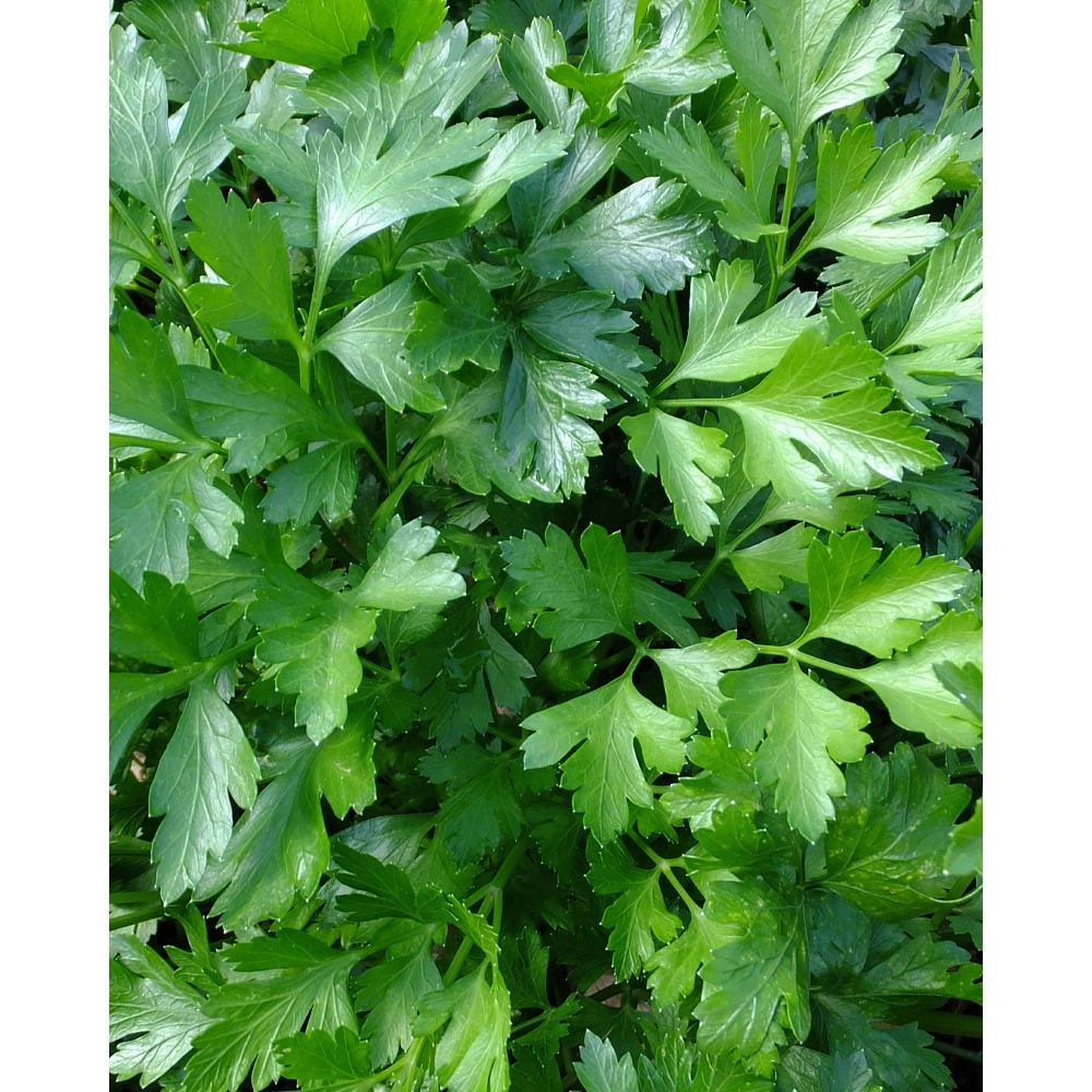 Pietruszka / gładka - 6 roślin w bryle korzeniowej