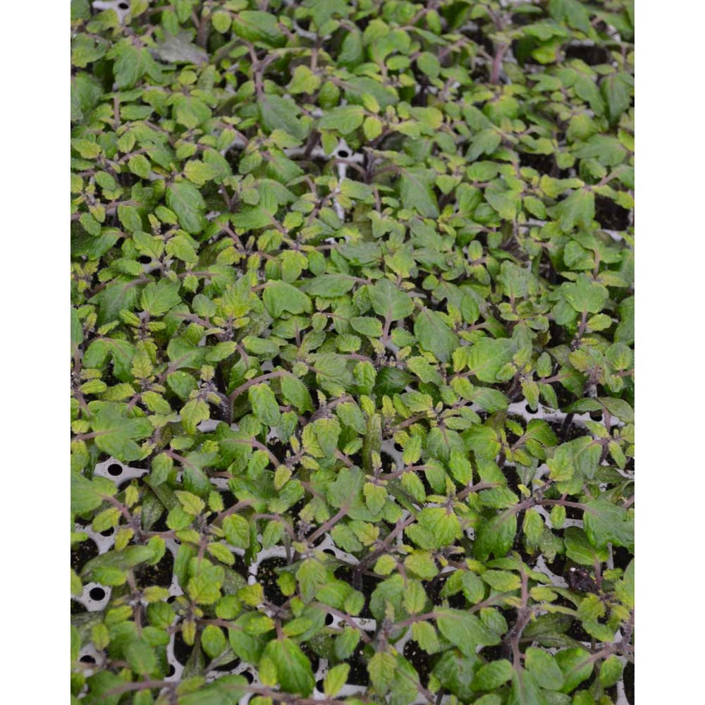Balkontomaat / Purpleboy F1 - 3 planten in kluit