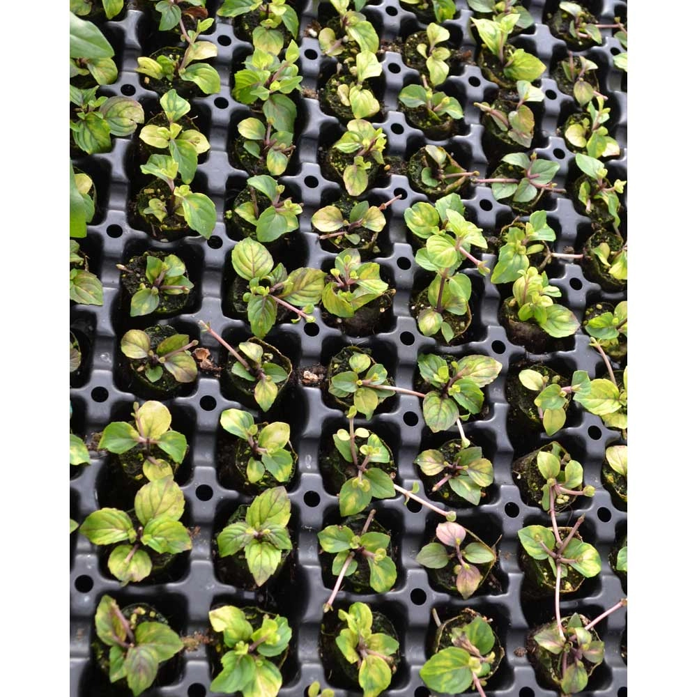 Mięta imbirowa / Imbir - 3 rośliny w bryle korzeniowej