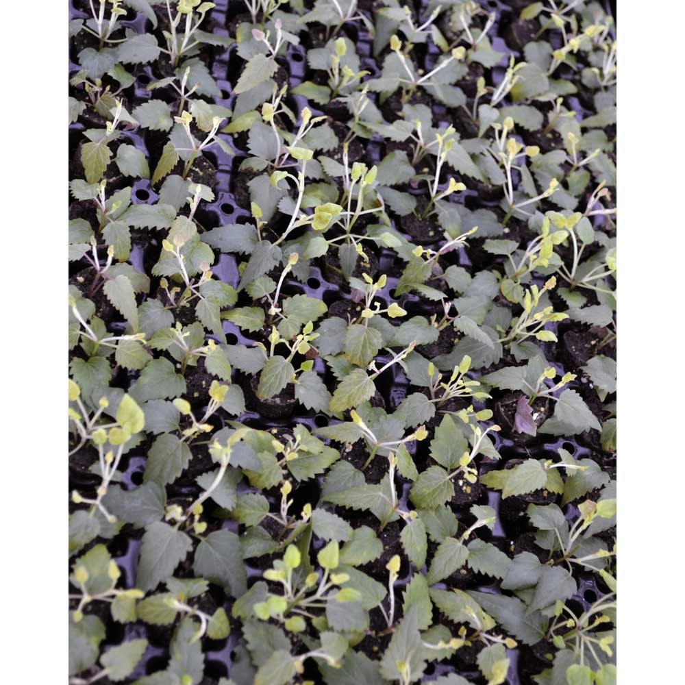 Ortie d'Inde / Lime - 3 plantes en motte