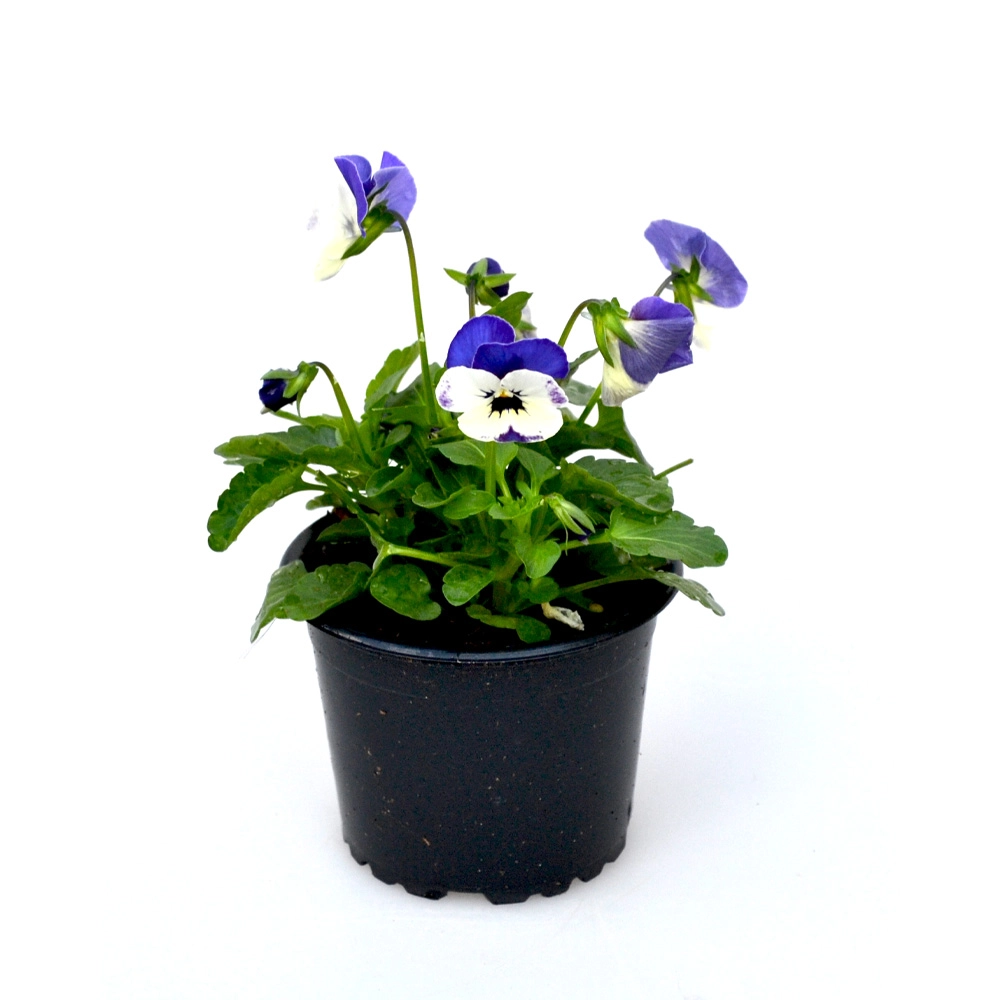 Pensée - Bleu-Blanc / Viola - 1 plante en pot