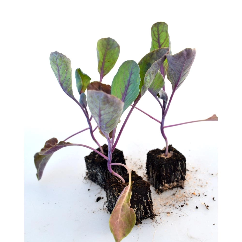 Spitskool rood / Spitskool - Brassica oleracea var. capitata f. red - Brassicaceae - diverse hoeveelheden