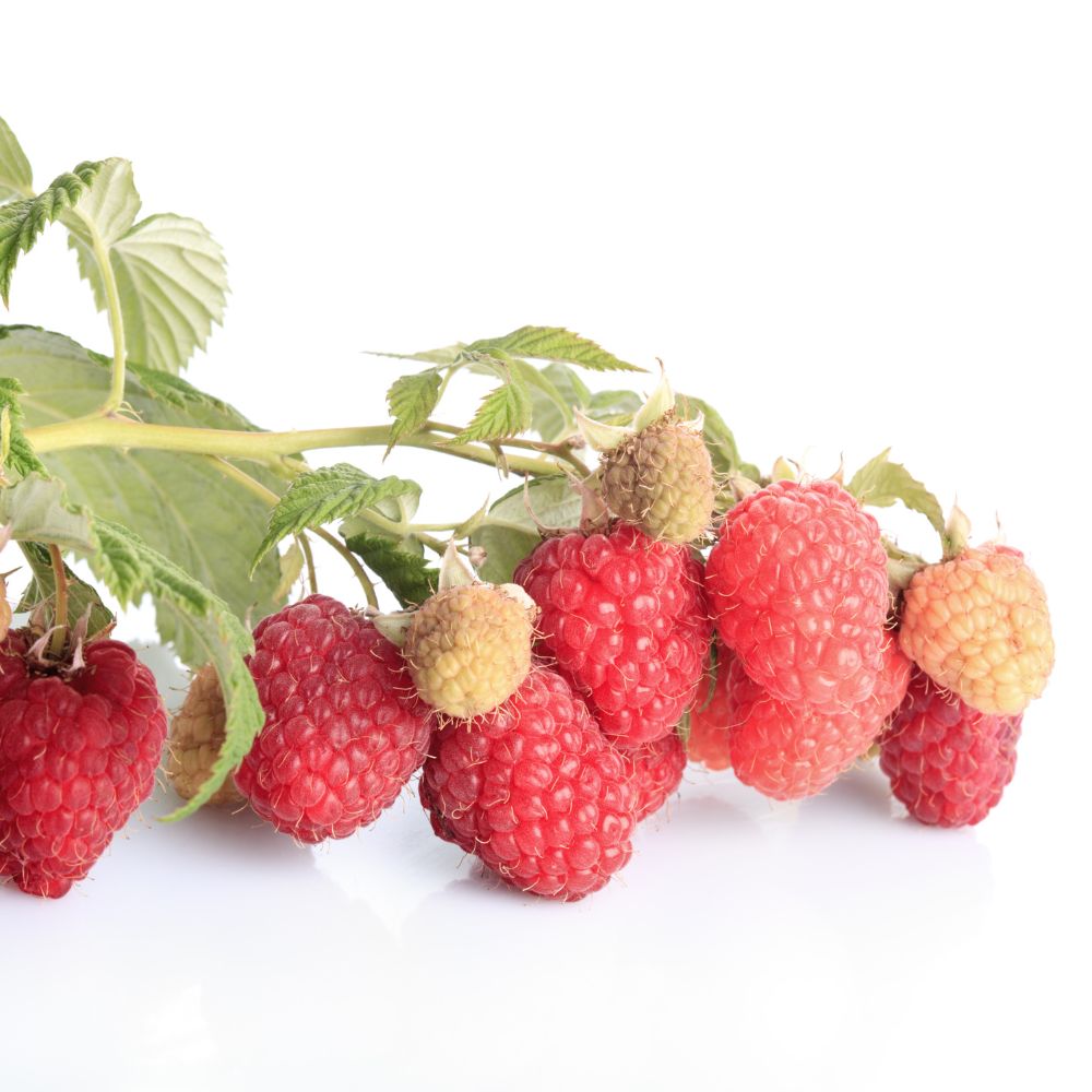 Red raspberry / Summer Lovers® Garden Red - 1 plant in XXL root ball