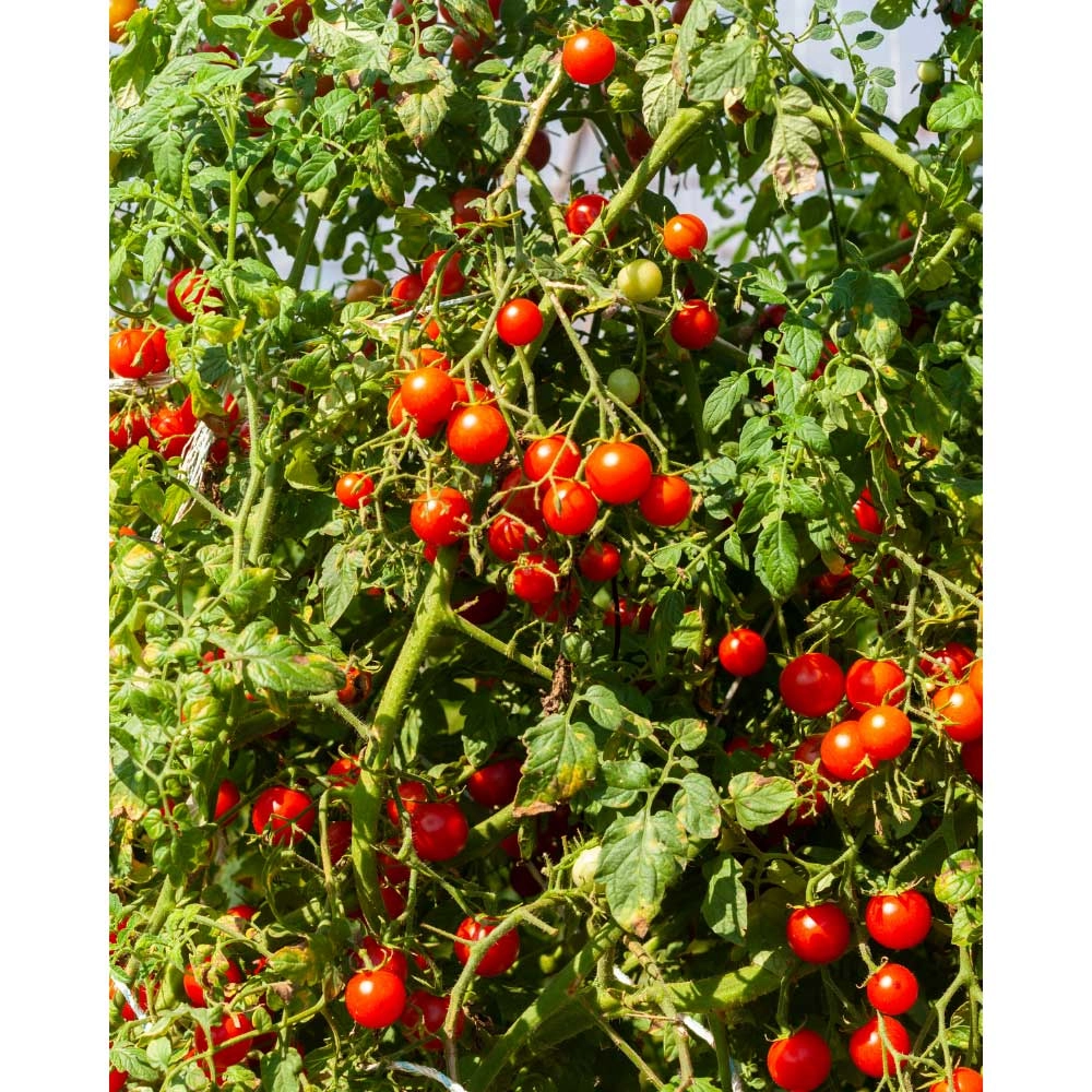 Hängetomate / Brasil® Red F1 - 3 Pflanzen im Wurzelballen