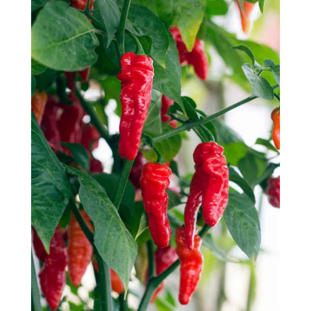 Pot peppers / Hot Fajita - Capsicum annuum - 3 plants in root ball