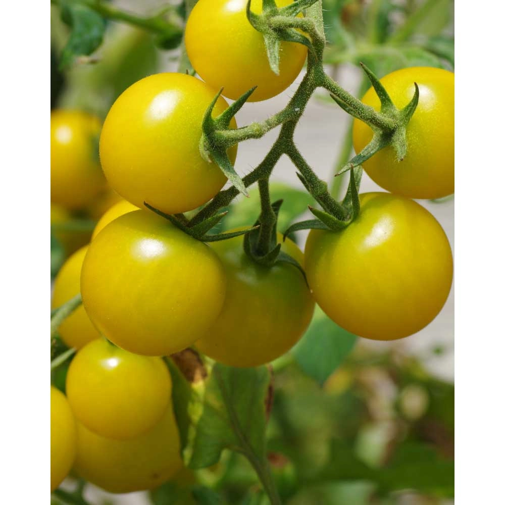Balkontomate / Strongboy - Yellow F1 - 3 Pflanzen im Wurzelballen