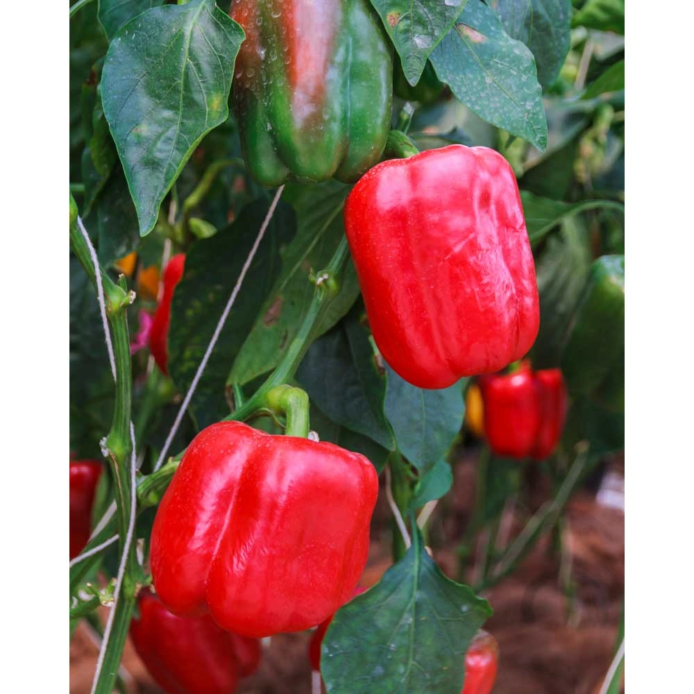 Poivron en bloc / Beluga® Red F1 - 3 plantes en motte