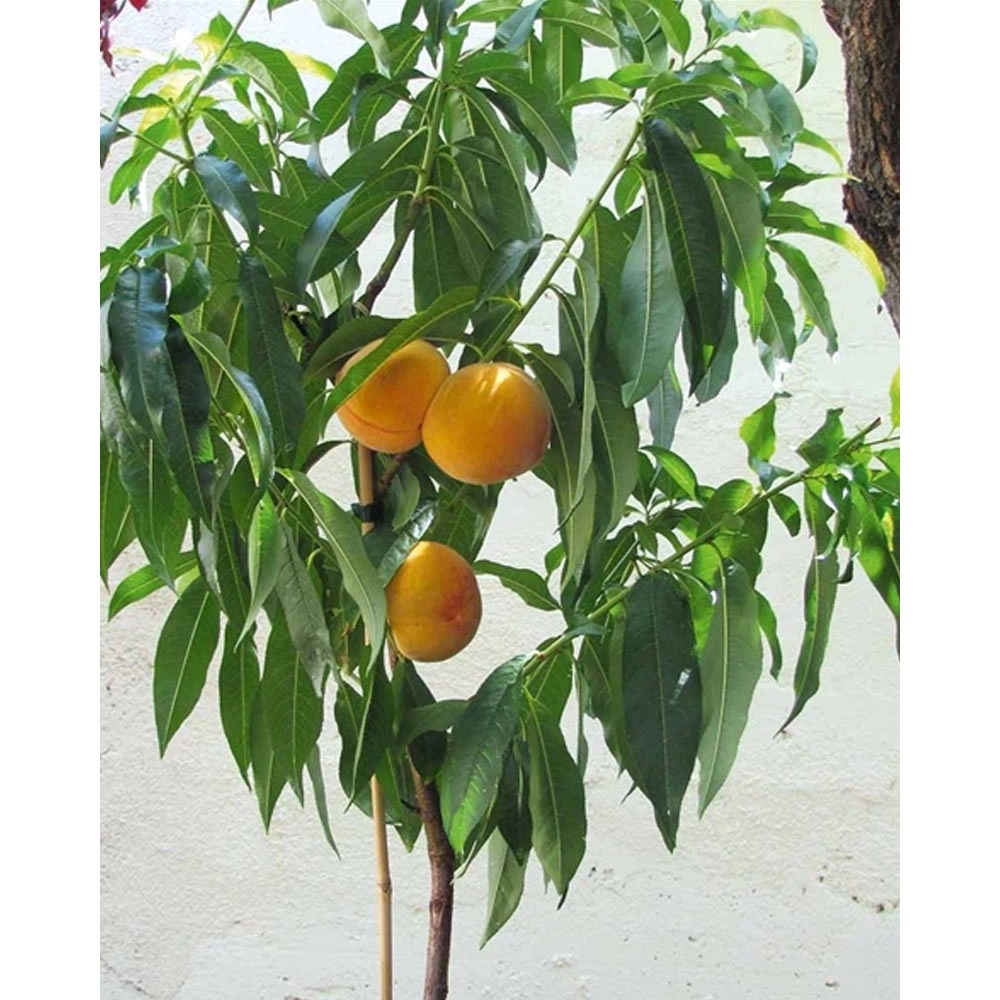 Perzik / Fruit Me® Peach Me Yellow - 1 plant in een pot