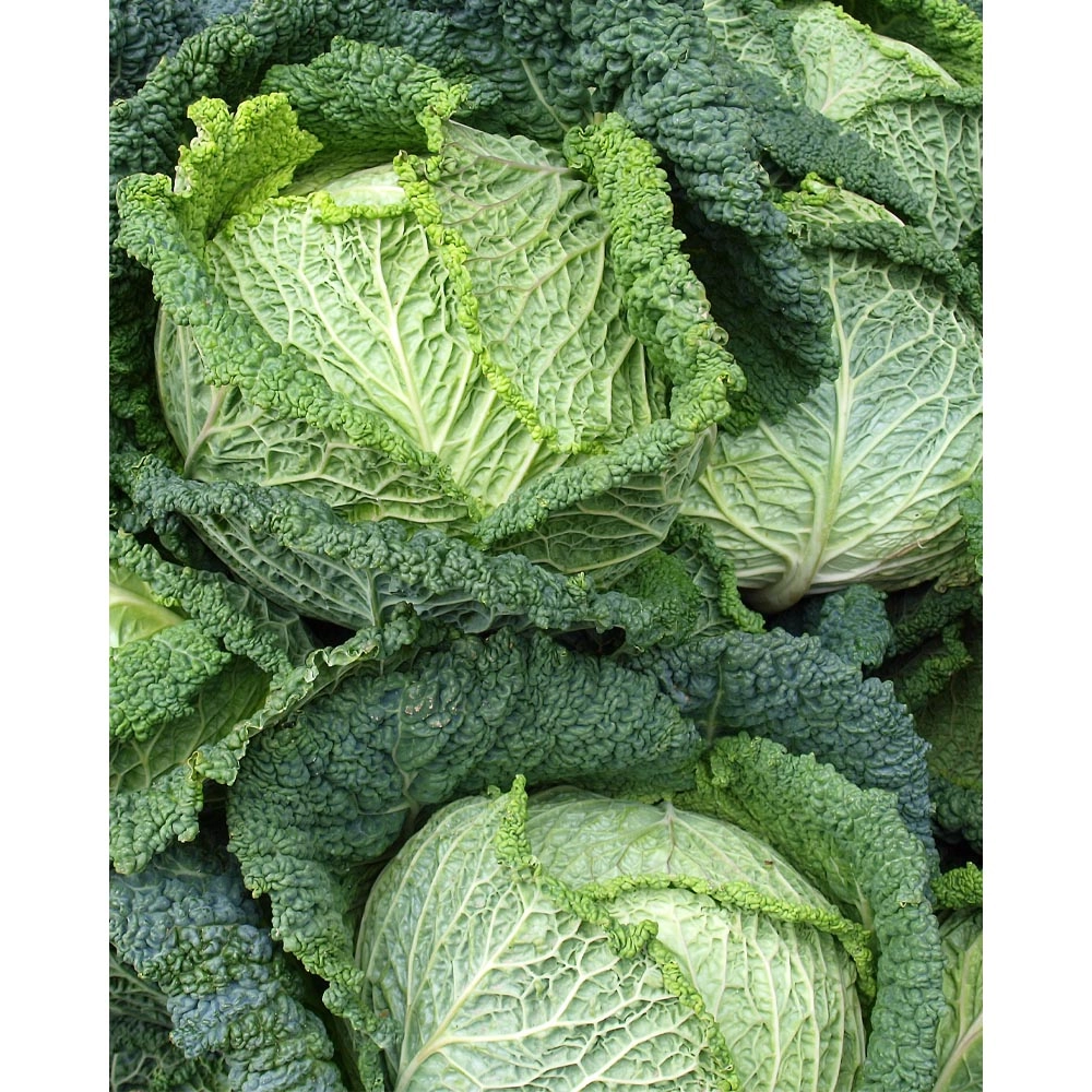 Savoy cabbage - various quantities