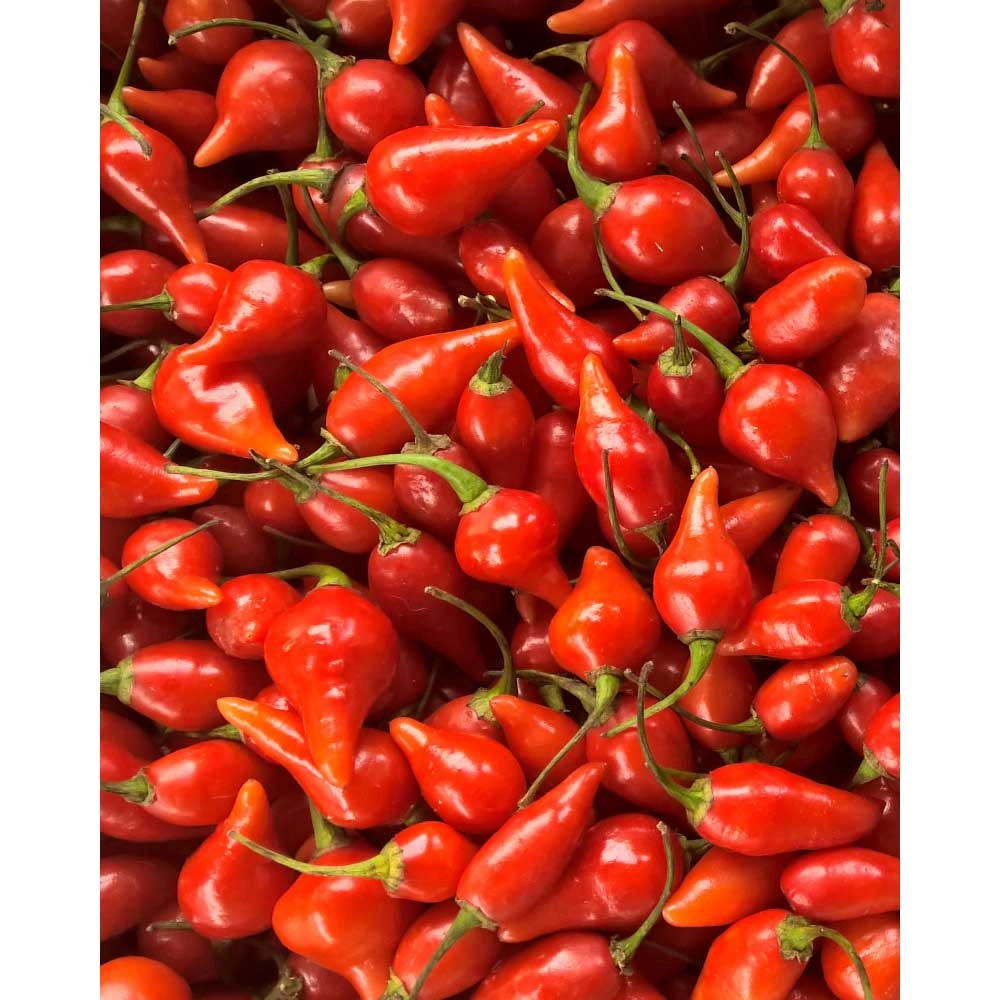 Paprika's / Regendruppels - 3 planten in kluit