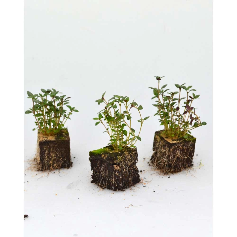 Tymianek - 6 roślin w bryle korzeniowej