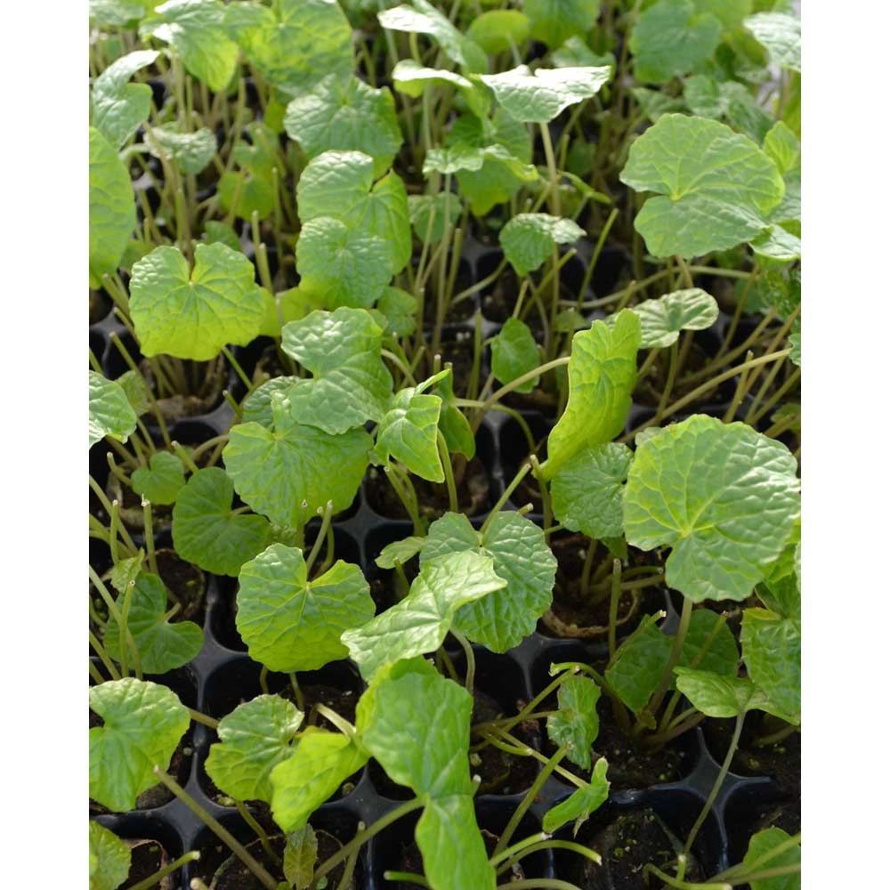 Wasabi / Mephisto® Groen - 3 planten in kluit