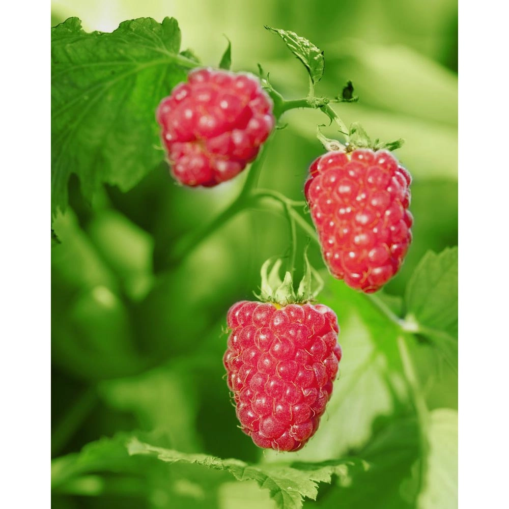 Aroma Raspberry / Summer Lovers® Garden Purple - 1 planta en maceta