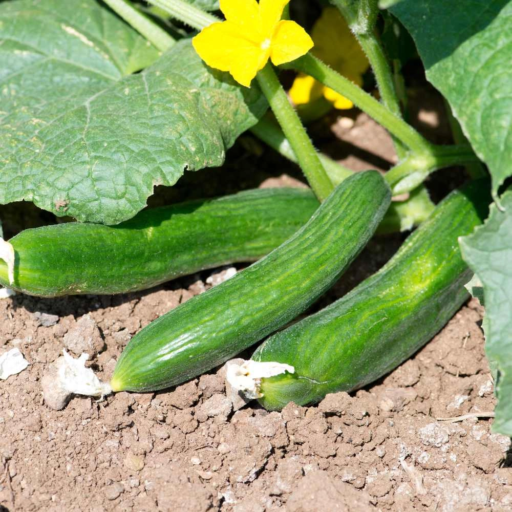 Outdoor cucumber / Marketmore - 1 plant in XXL root ball