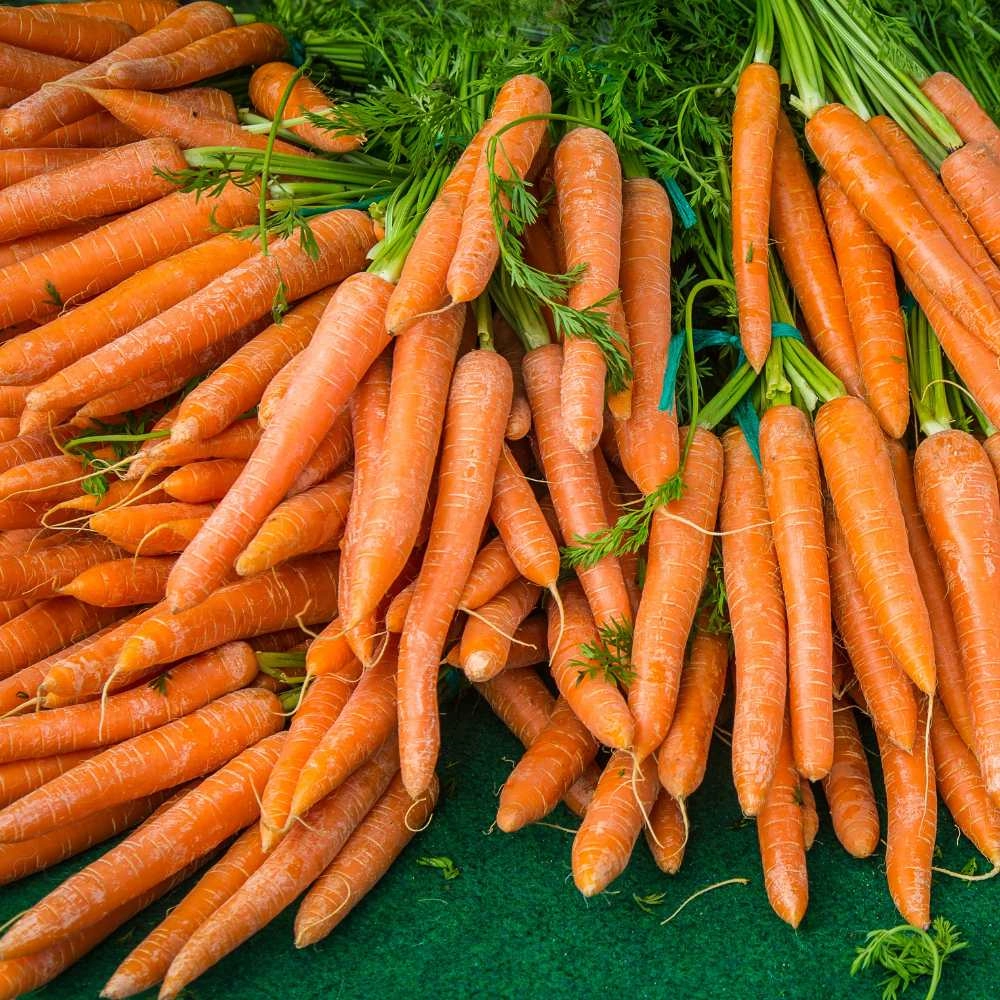 Carrot - 500 seeds