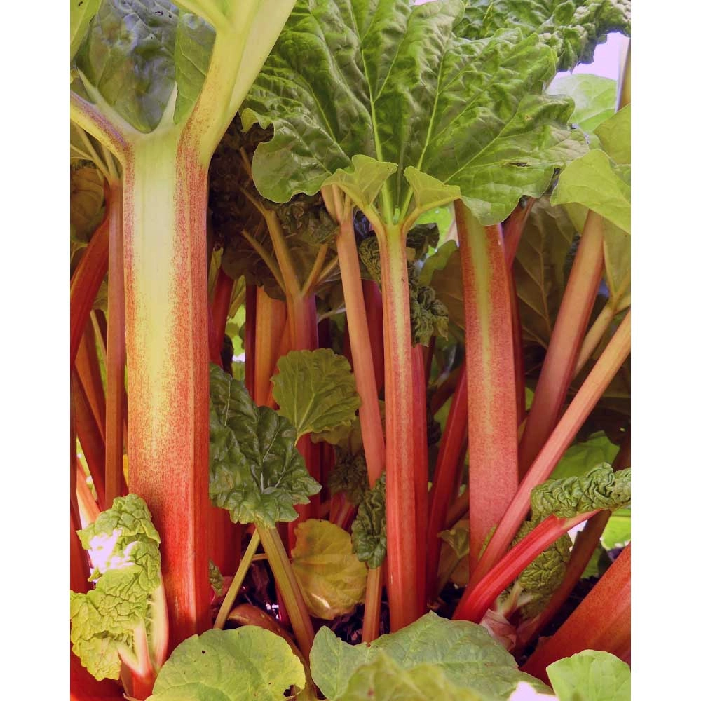 Rhubarbe Sanvitos® Early / Rheum rhabarbarum - 1 plante en pot