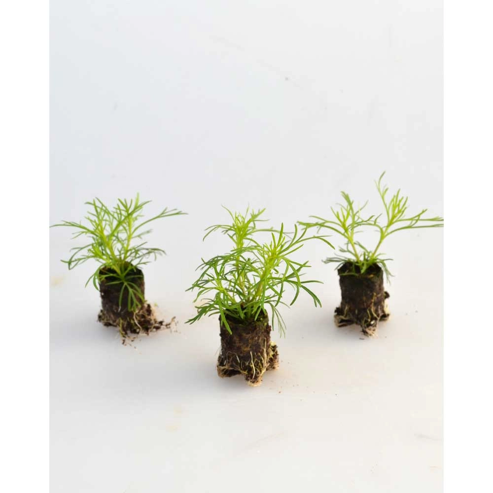 Lukrecja Tagetes / Salmi - 3 rośliny w bryle korzeniowej