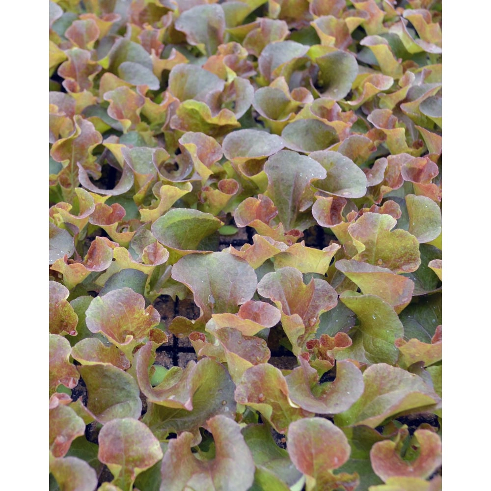 Oak leaf lettuce / Red Salad Bowl - various quantities