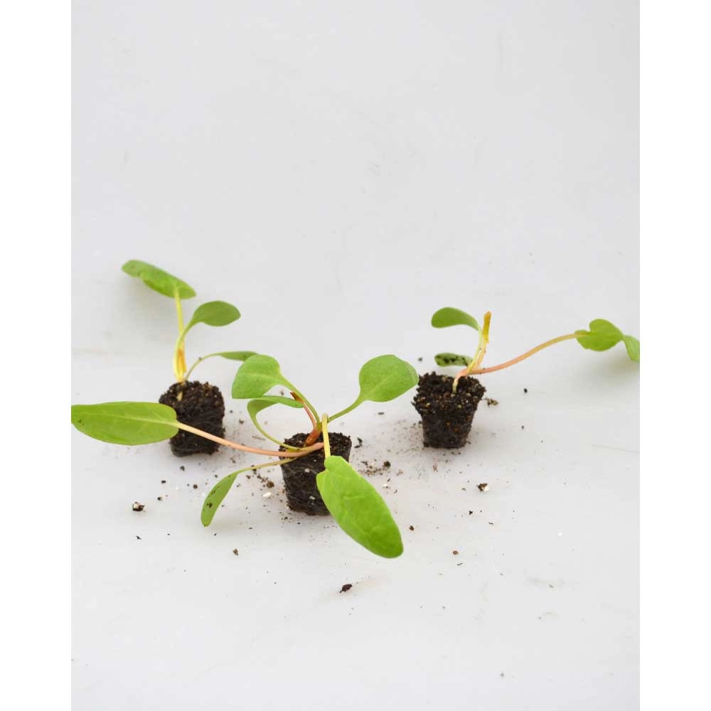 Ruibarbo / Poncho® - Rheum rhabarbarum - 3 plantas en cepellón