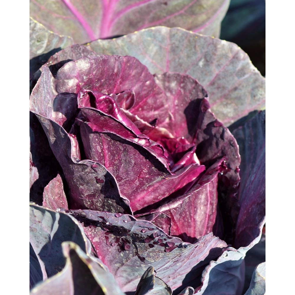 Pointed cabbage red / Pointed cabbage - Brassica oleracea var. capitata f. red - Brassicaceae - various me