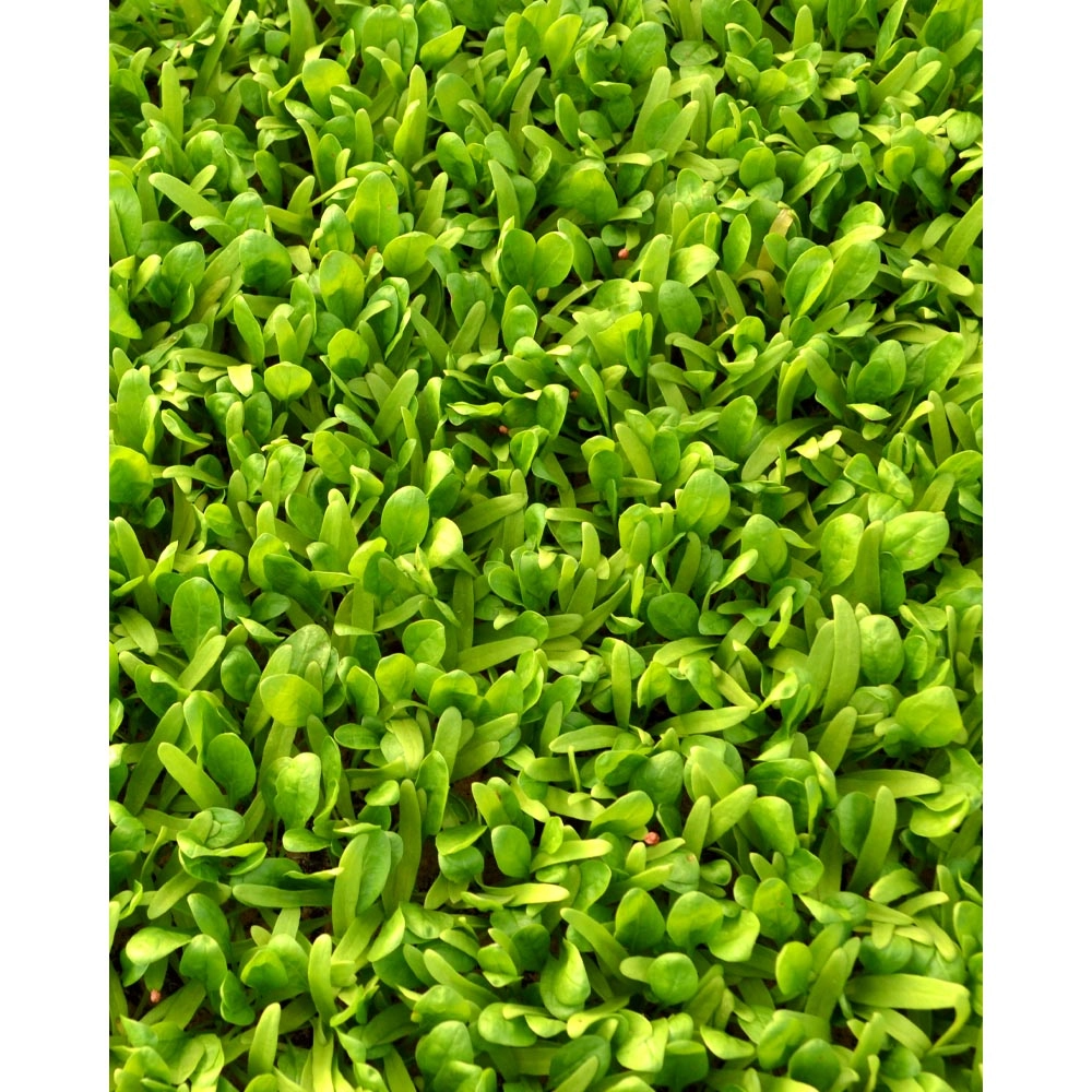 Spinach - Spinacia oleracea - various quantities