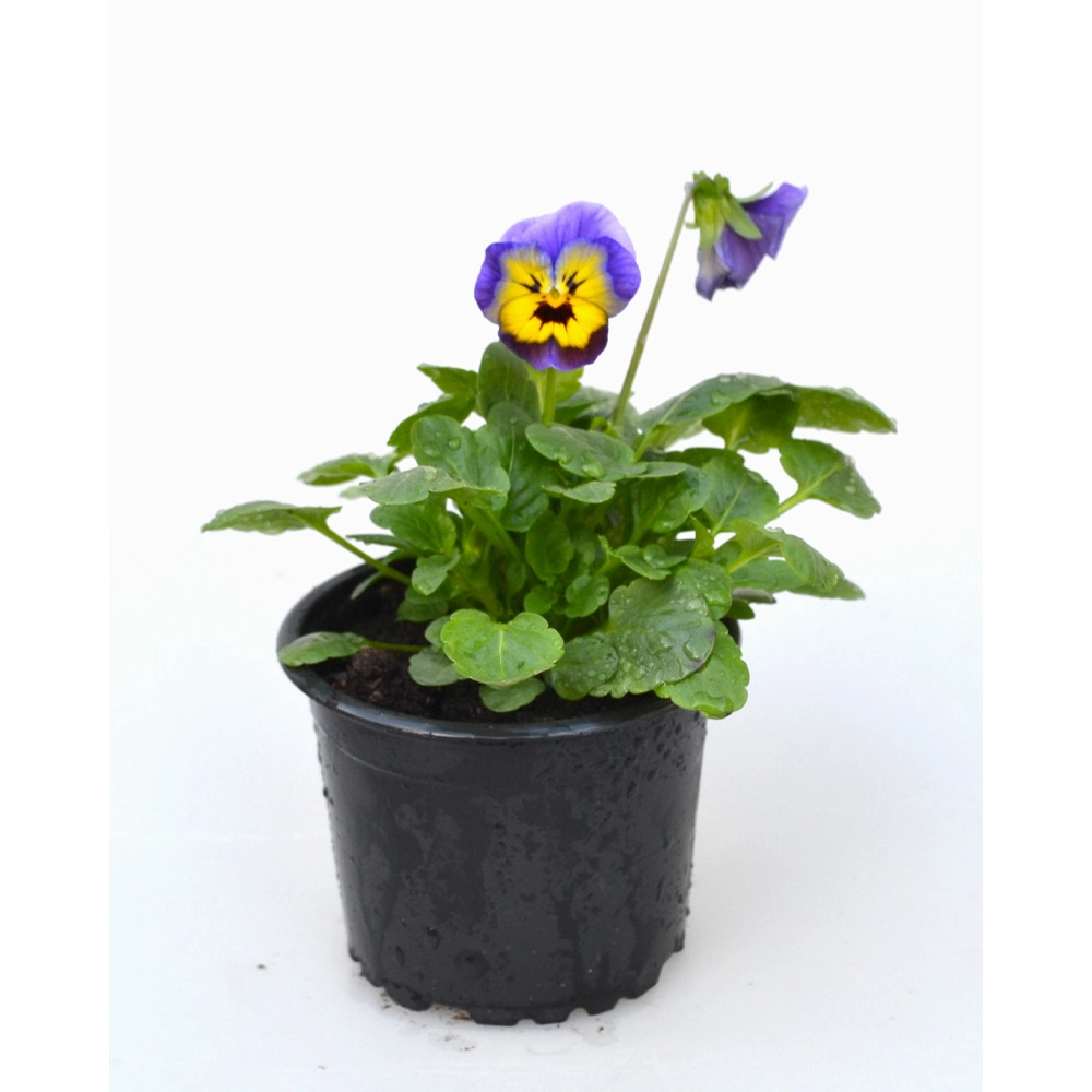 Stiefmütterchen - Blau-Gelb / Viola - 1 Pflanze im Topf