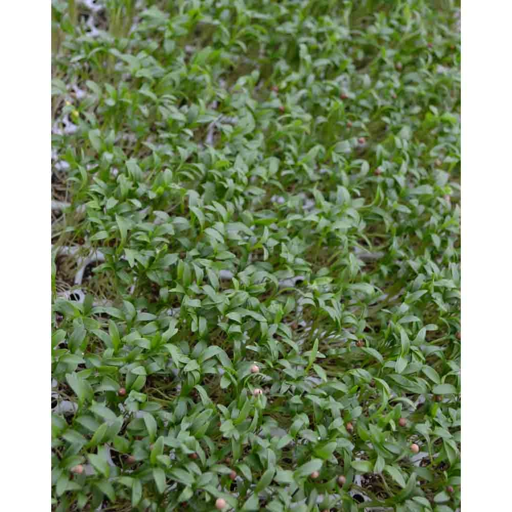 Kolendra / Caribe - Coriandrum sativum - 3 rośliny w bryle korzeniowej