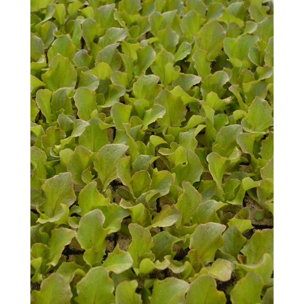 Batavia lettuce / red - various quantities