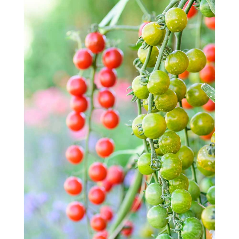 Cherry tomato / Bolstar Baloe F1 - 3 plants in root ball